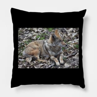 Coyote Pillow