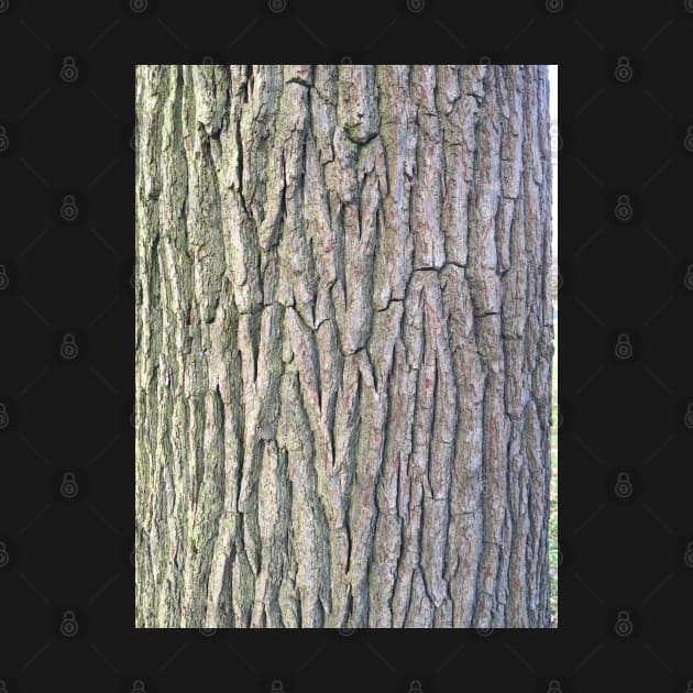 Bark unknown #1 by Dpe1974