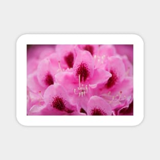 Purple rhododendron flower Magnet