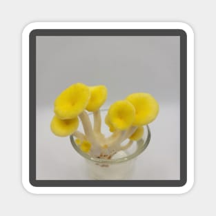 Yellow Oyster Mushroom in glass Magnet