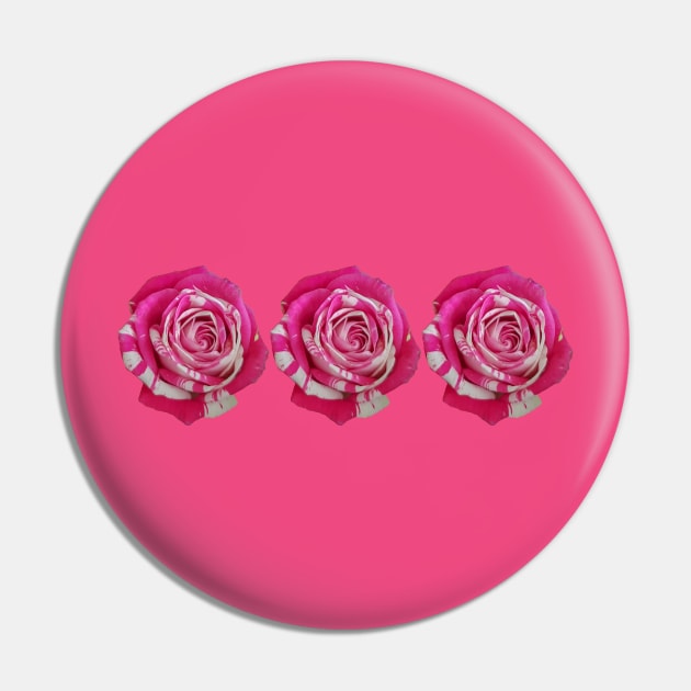 Three Pink and White Roses Floral Photo Pin by ellenhenryart