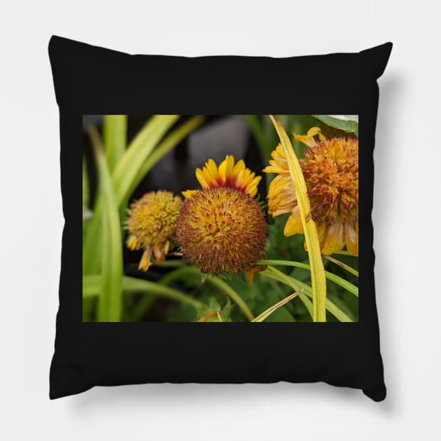 Yellow Flower Losing Petals Pillow by AustaArt