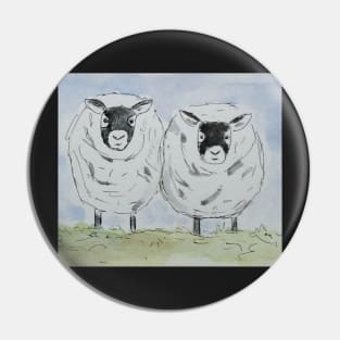 Black faced sheep. Pin