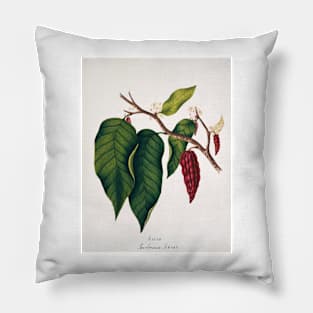 Chocolate cocoa plant (C012/2094) Pillow