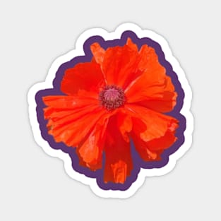 Poppy Magnet