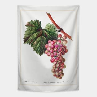 Vitis vinifera (Muscat rouge Tapestry