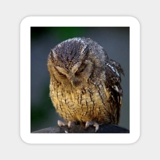 sulking owl Magnet