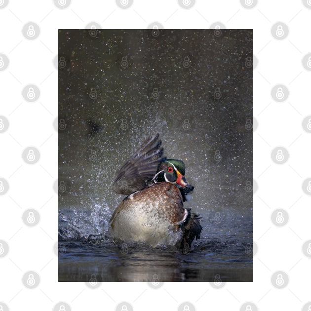 Wood duck bathing and splashing by Jim Cumming