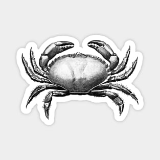 Vintage Crab Sketch Magnet