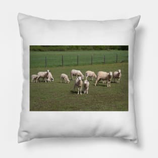 Herd of sheep Pillow