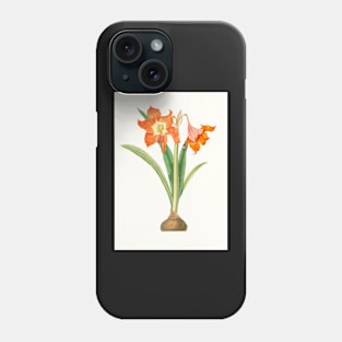 Barbados lily - Hippeastrum puniceum - botanical illustration Phone Case