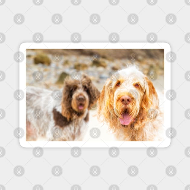 Beach hair Spinone Magnet by heidiannemorris