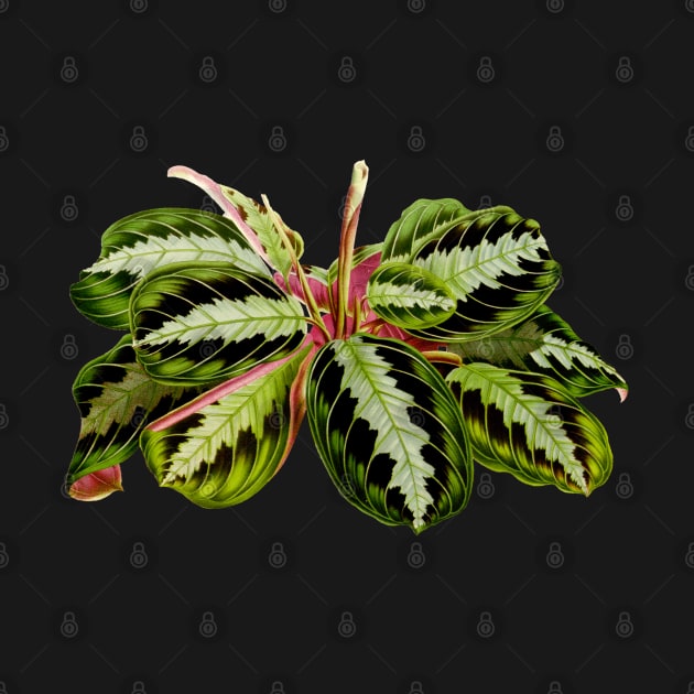 Maranta leuconeura "Silver Band" botanical illustration by chimakingthings