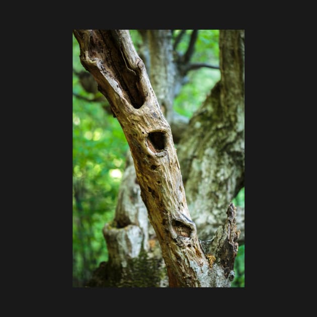 Dead tree in a young forest by naturalis