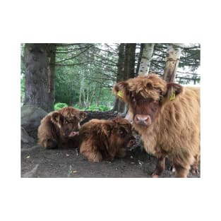 Scottish Highland Cattle Calves 1519 T-Shirt