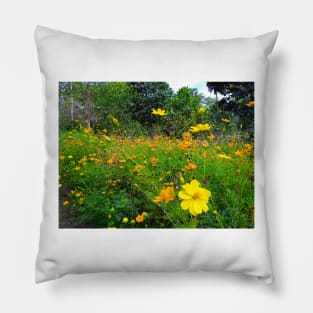 cosmos, yellow, floral, flower, cosmos flower, cosmos flowers, botanical, nature, flowers, garden, yellow cosmos, daisy, yellow flower, natural, wildflowers Pillow