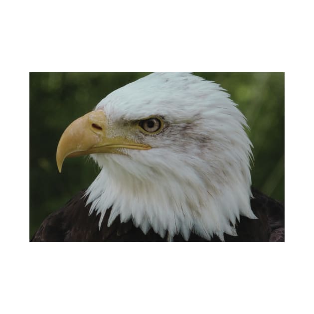 Bald Eagle (Cool) by Victorious Maximus