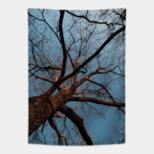 Branches in the sky Tapestry