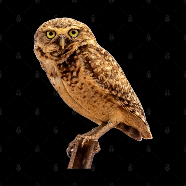 owl by rickylabellevie