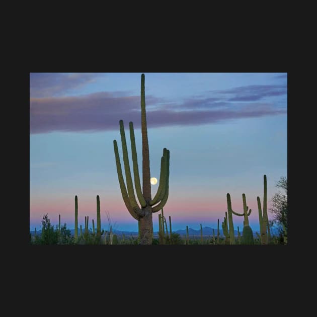 Saguaro And Moon Saguaro National Park by AinisticGina