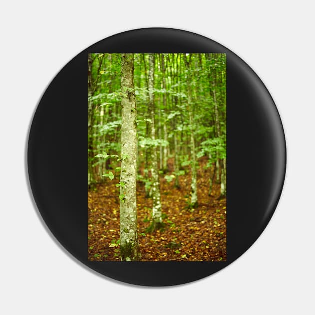 Hornbeam forest on summer Pin by naturalis