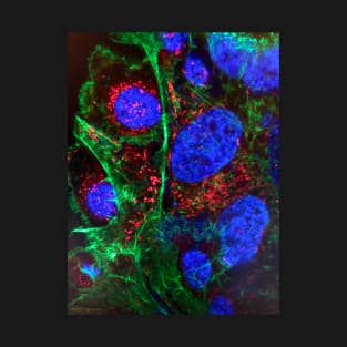 Cell biology art - nucleus and mitochondria - immune histology fluorescence T-Shirt