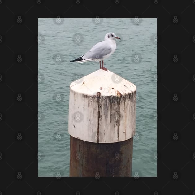 Seagulls by the Sea searching for Fish and Chips by Bucklandcrafts