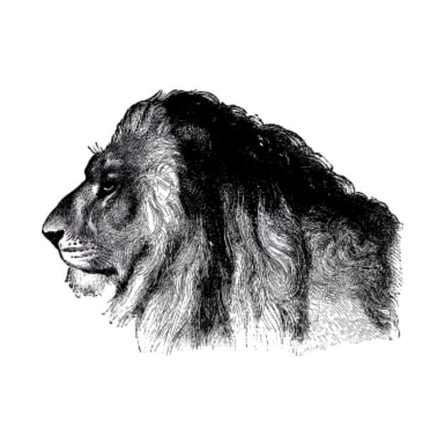 Lion Head Vintage Illustration - Lion Face - T-Shirt | TeePublic
