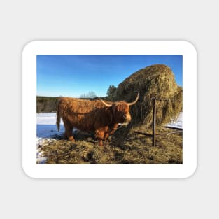 Scottish Highland Cattle Cow 2311 Magnet