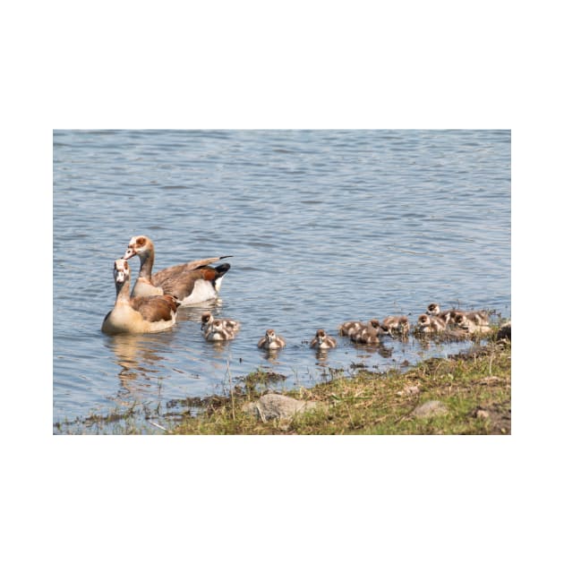 Goose Family Swimming in Kruger National Park, South Africa by holgermader