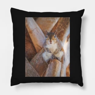 Staring Squirrel Pillow