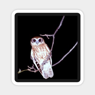 Barking Owl at Night, Northern Territory, Australia Magnet