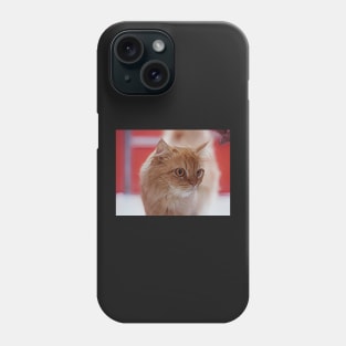 Why ginger cat are so special? Phone Case