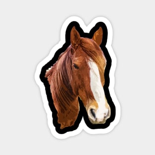 horse Magnet