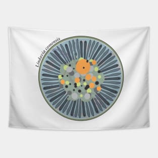 Diatom - Lindavia comensis (scientific) Tapestry