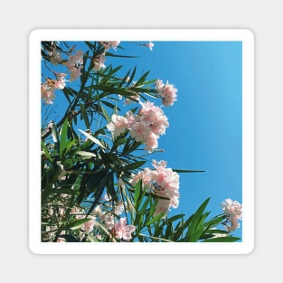 Pretty Pink Flowers Photography design with blue sky nature lovers Magnet