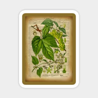 Botanical print, on old book page Hoops Magnet