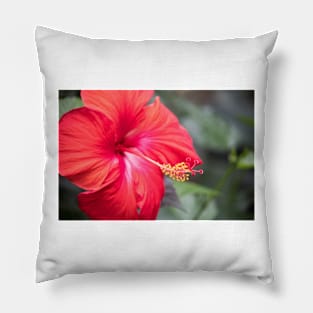 Hibiscus Love III Pillow