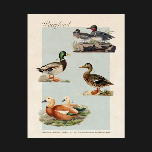 Duck Vintage-Inspired Encyclopedia Page by BuckNerdImages