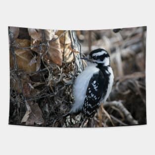 Downy Woodpecker. Tapestry