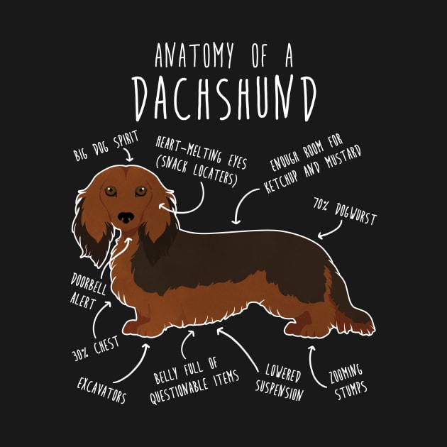 Longhaired Sable Dachshund Dog Anatomy by Psitta