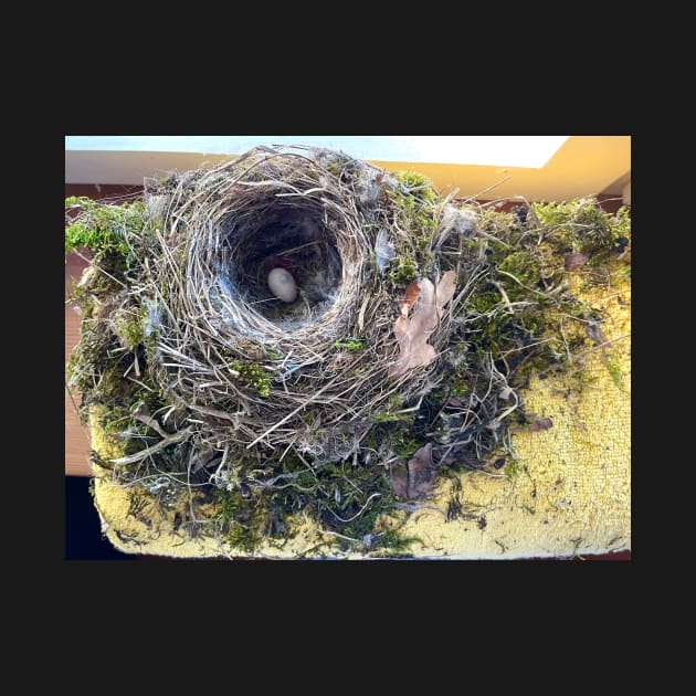 Birds Nest inside the Bathroom by ephotocard