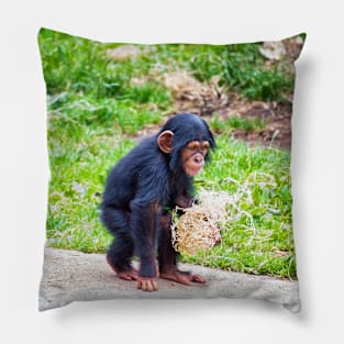 Young chimpanzee out walking Pillow