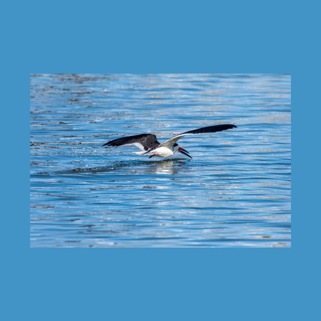 Black Skimmer by Debra Martz