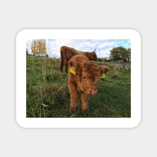 Scottish Highland Cattle Cow and Calf 1569 Magnet