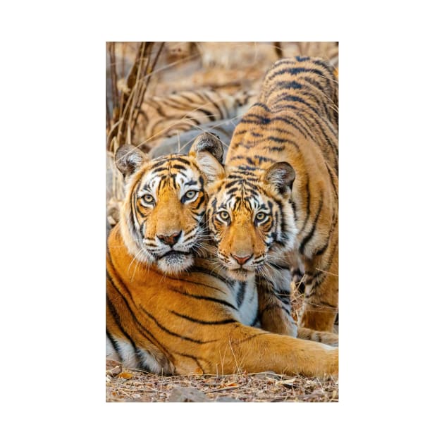 Mother tigress and Cub by GrahamPrentice