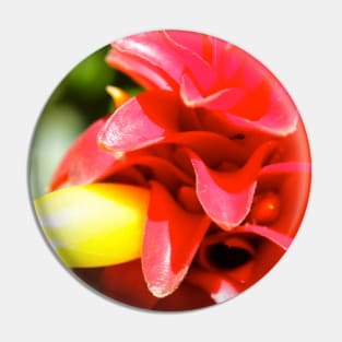 Red and yellow flower details Pin