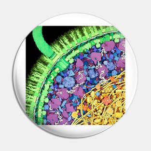 Escherichia coli, artwork (B230/0244) Pin