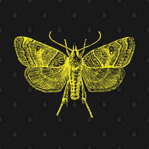 Moth - Yellow Moth by Kudostees