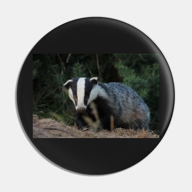Badger Pin by orcadia